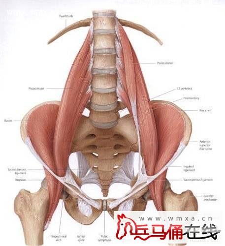 髂腰肌怎么锻炼